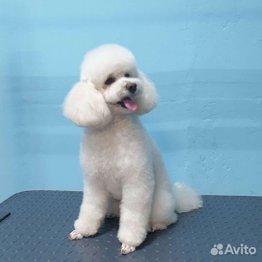 Вязка пудель