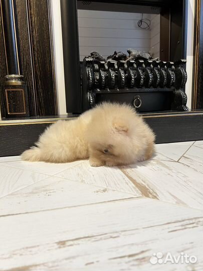 Щенки тип мишка