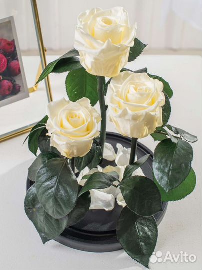 Роза в колбе / Подарок