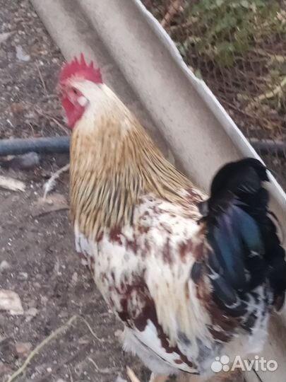 Куры и петухи