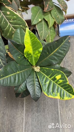 Кодиеум кротон большой