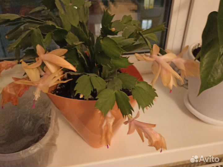 Цветы домашние