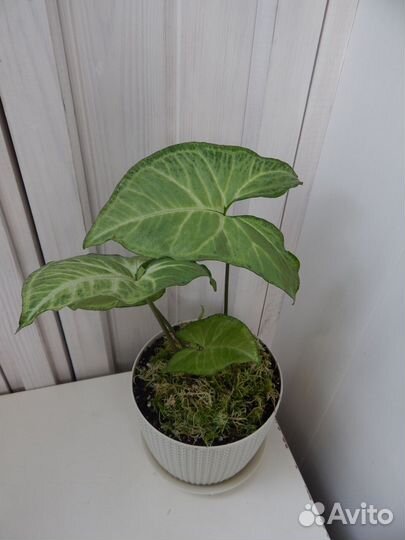 Сингониум сорта White Butterfly (Белая Бабочка)