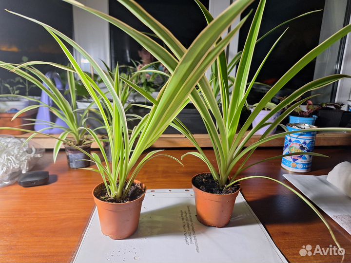 Хлорофитум