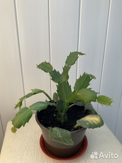 Декабрист шлюмбергера