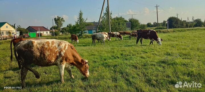 Крупно рогатый скот