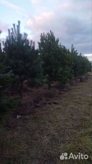 Сосна Норвежская 3-4м крупномеры