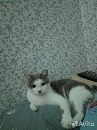 Кот