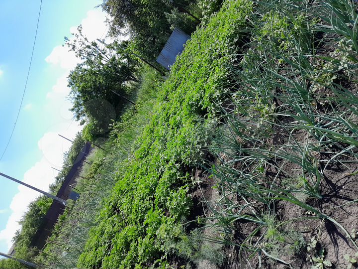 Участок 10 сот. (ИЖС)