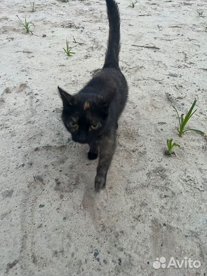 Кошка в добрые руки