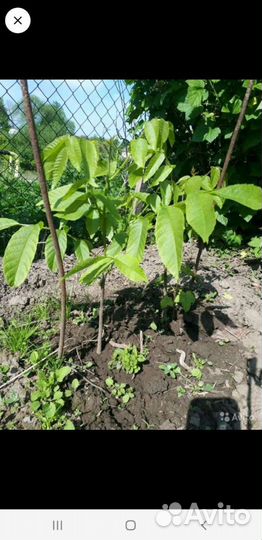 Грецкий орех саженцы 3-х летки