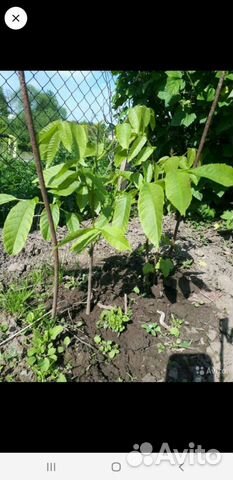 Грецкий орех саженцы 3-х летки