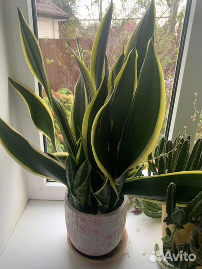 Сансивиерия футура суперба