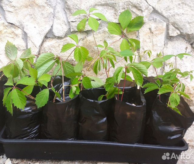 Виноград девичий. Саженцы
