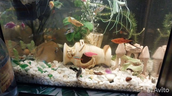 Аквариумные рыбки