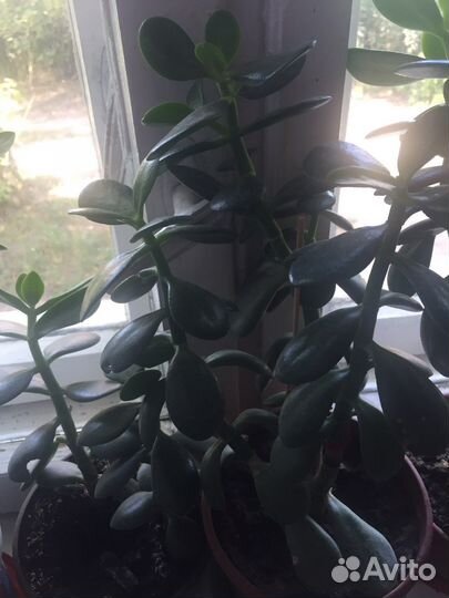 Каланхое лечебное, алое, герань, толстянка