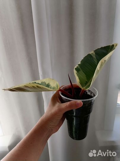 Фикус каучуконосный пестролистный