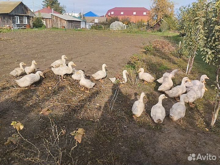 Индоутки, утки, яйцо индоутки