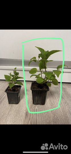 Сирень Красавица Москвы 2-х годовалый саженец