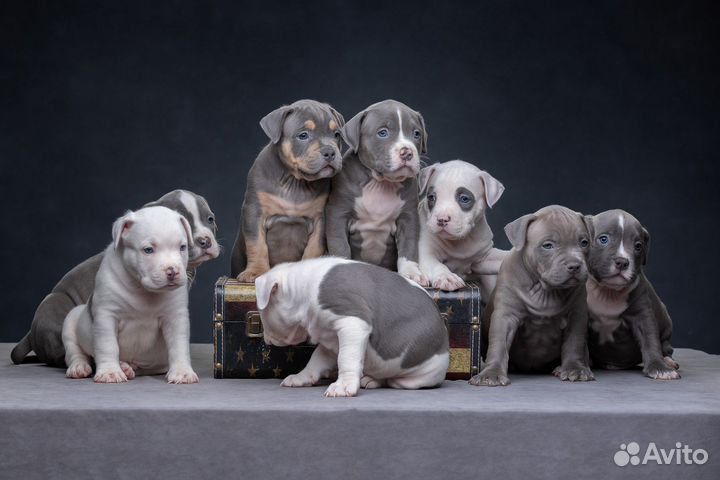 Щенки Американские булли