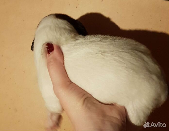 Щенки помесь Джек Рассел