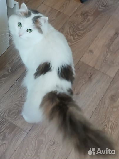 Отдам кота бесплатно