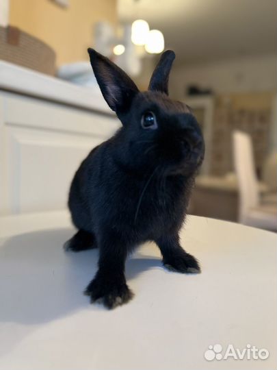 Карликовый кролик