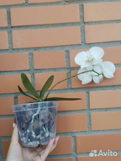 Орхидея фаленопсис