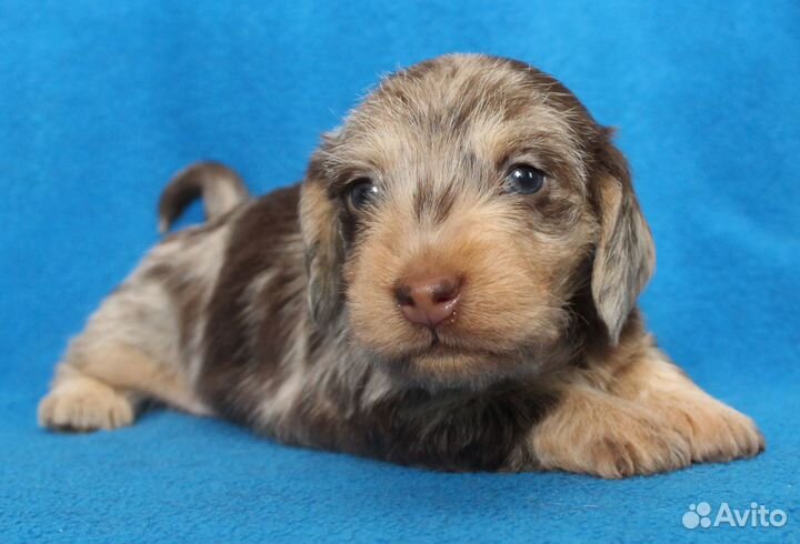 Такса кроличья жесткошерстная. РКФ. Мальчики