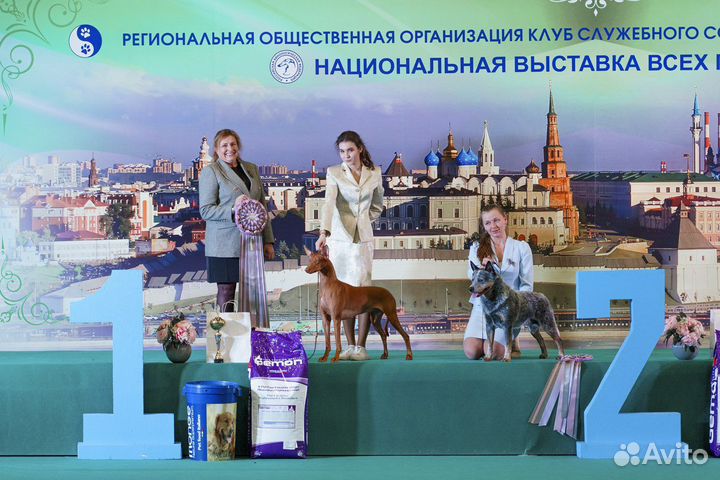 Хендлер для собаки. Дрессировка