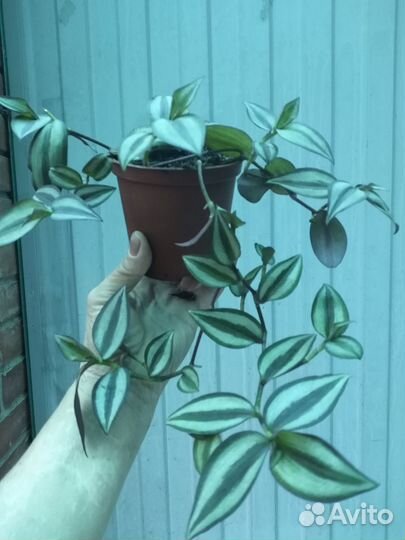 Традесканция и пеларгония