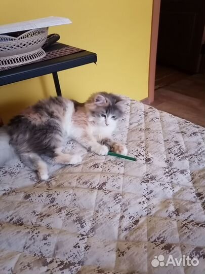 Кошка
