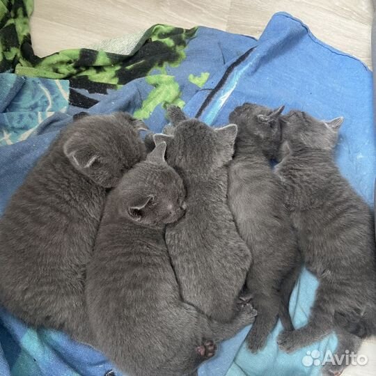 Шотландские котята