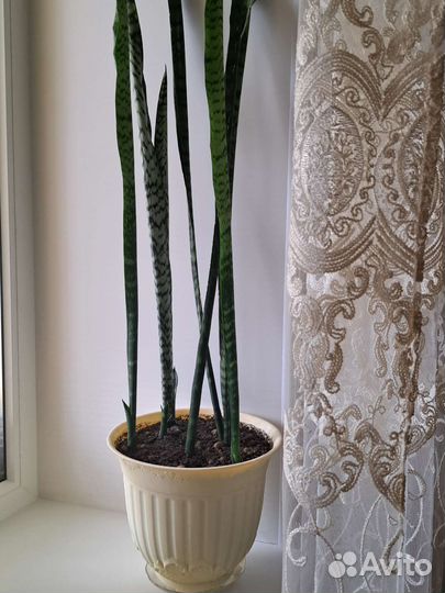 Сансевиерия