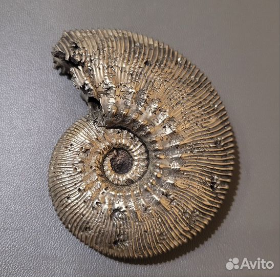 Пиритовый аммонит Kosmoceras