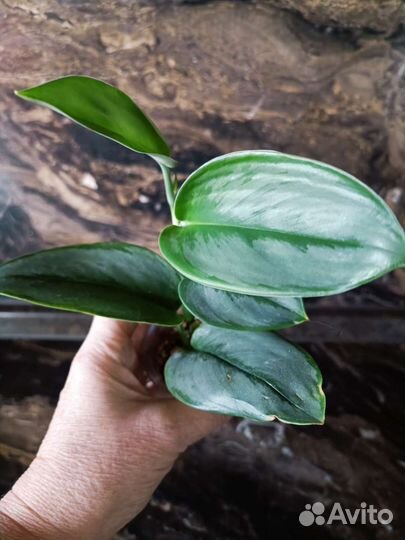 Эпипремнум, сциндапсус