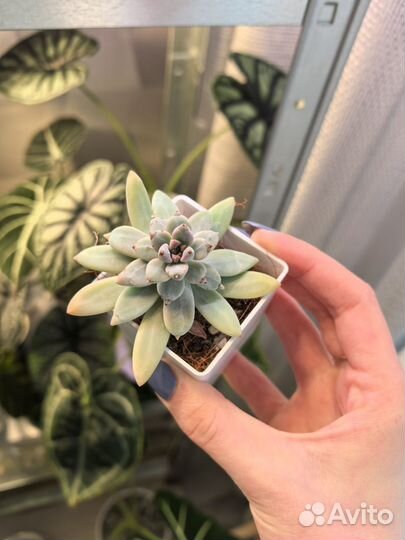 Суккуленты