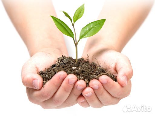 Продавец - консультант садового центра