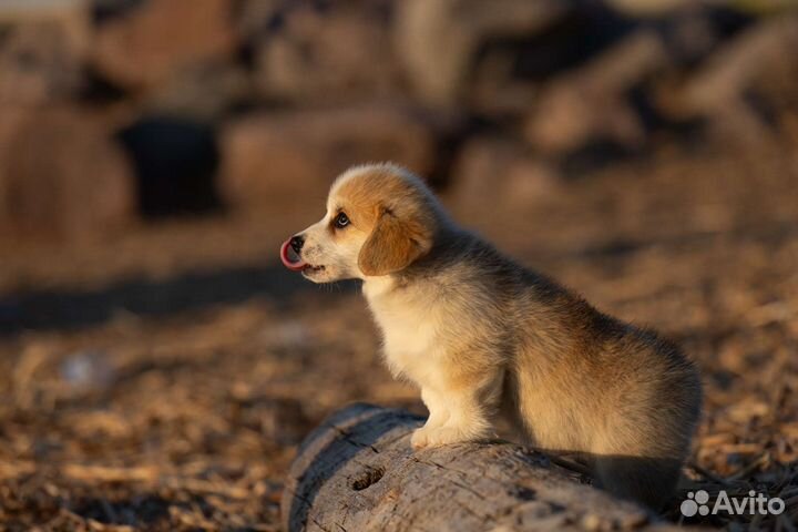 Вельш-корги пемброк