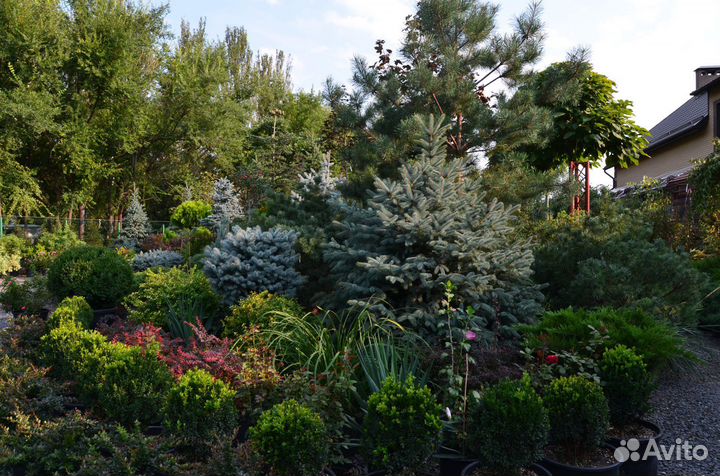 Эксклюзивные Можжевельники