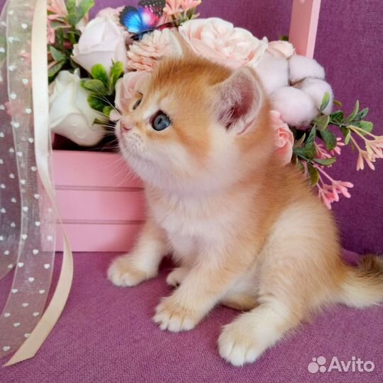 Британские котята золотая шиншилла
