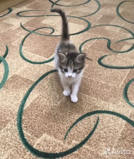 3 кошечки и 1 котик в добрые руки