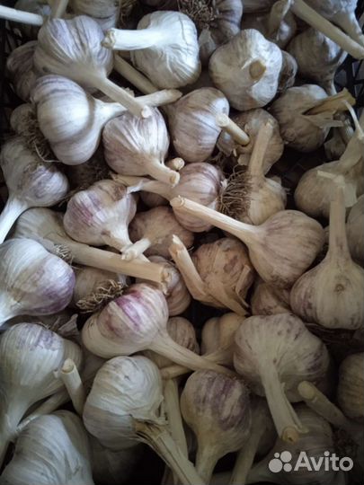 Чеснок