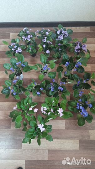 Продам излишек фиалочек
