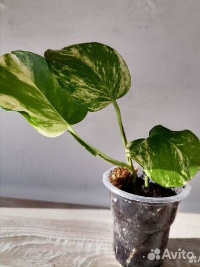 Сциндапсус, миканс