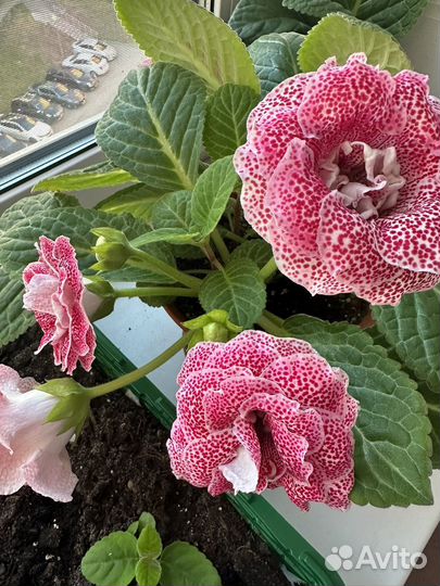 Глоксиния махровая