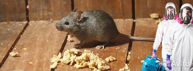Дератизация