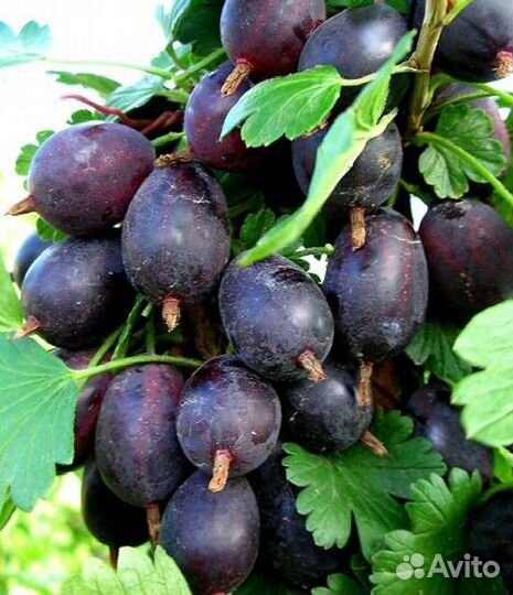 Саженцы плодово-ягодных И декоративных растений