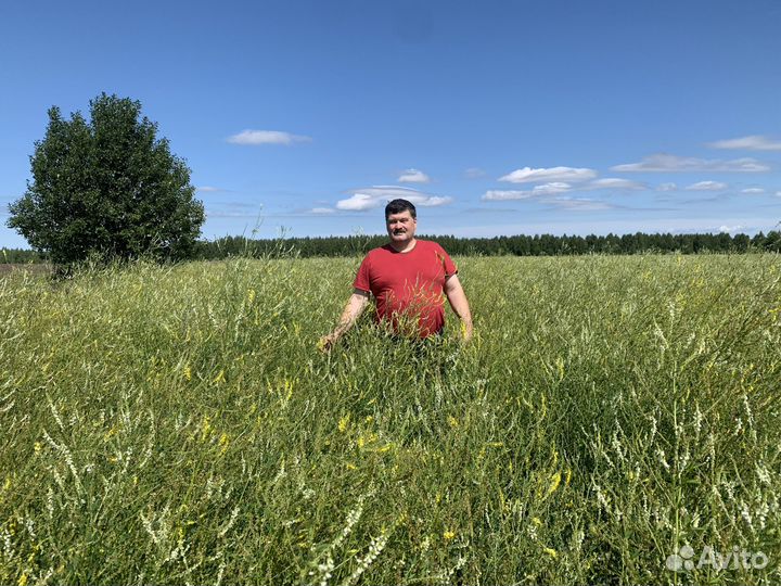 Продам семена донника