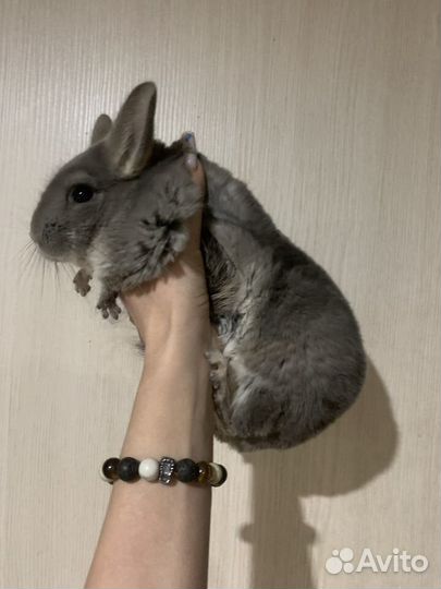 Самец шиншиллы. Вязка